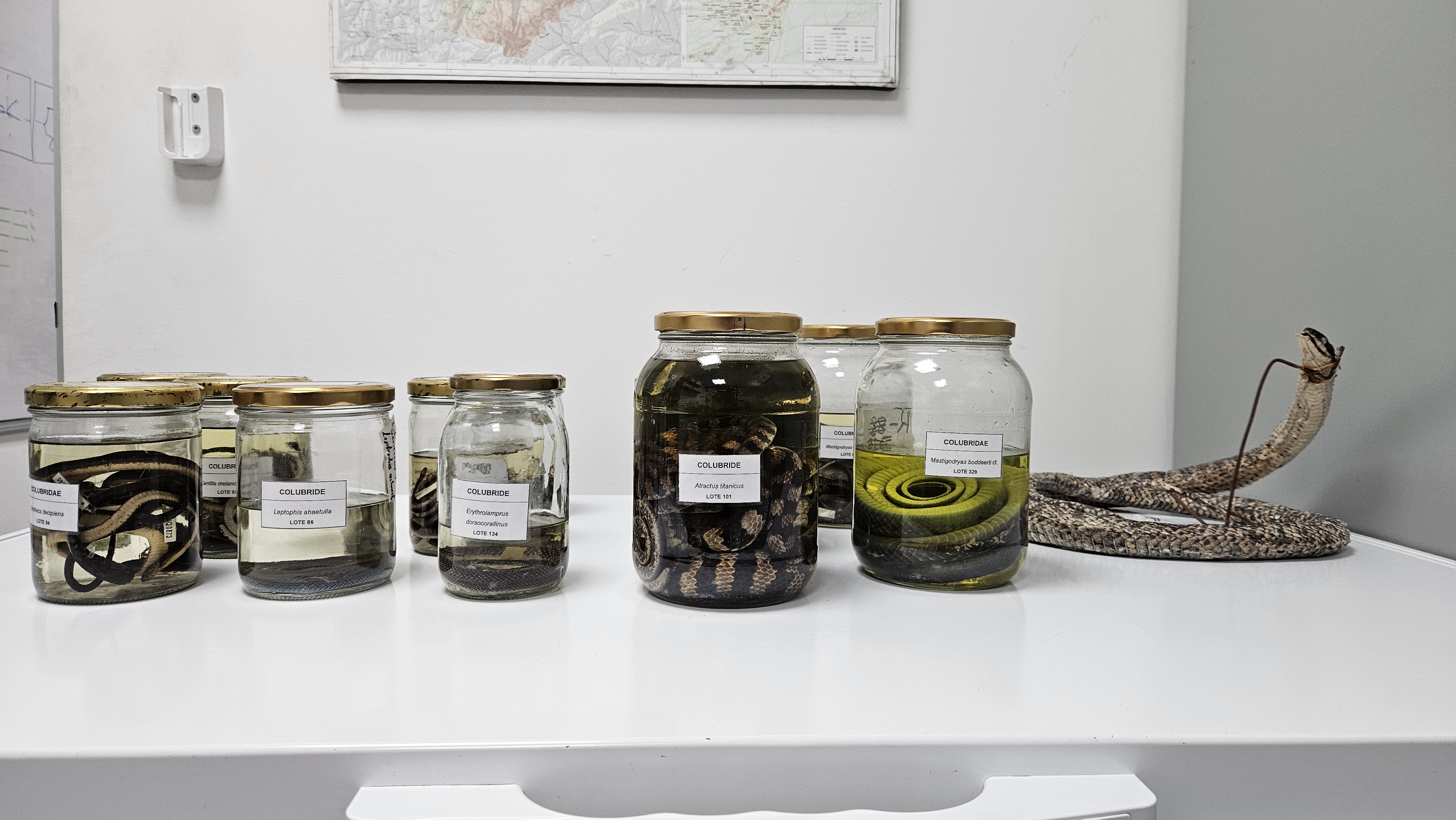 Colección de anfibios y reptiles de la UQ: una ventana importante de la fauna del departamento