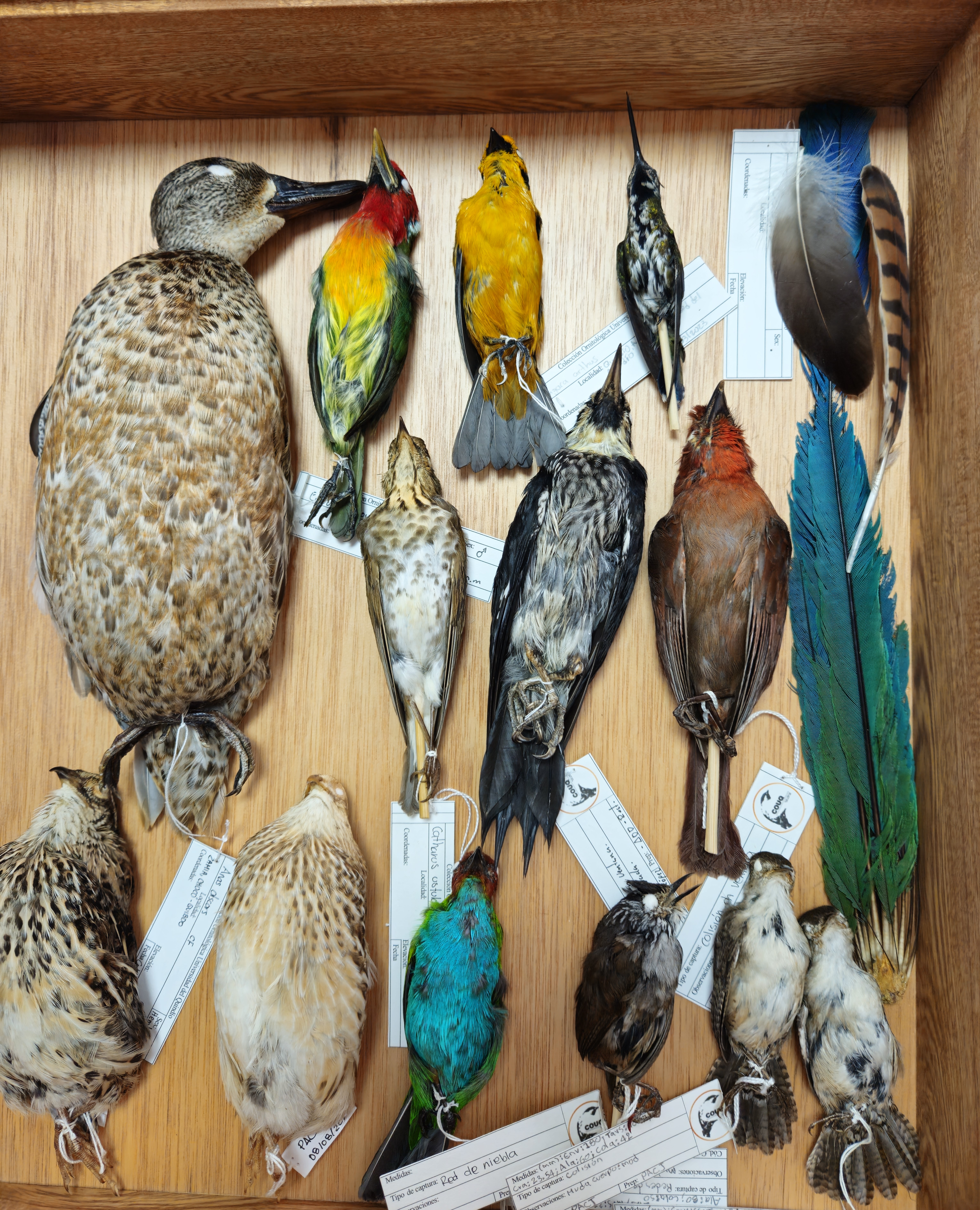 La colección de ornitología que busca conservar las especies del departamento