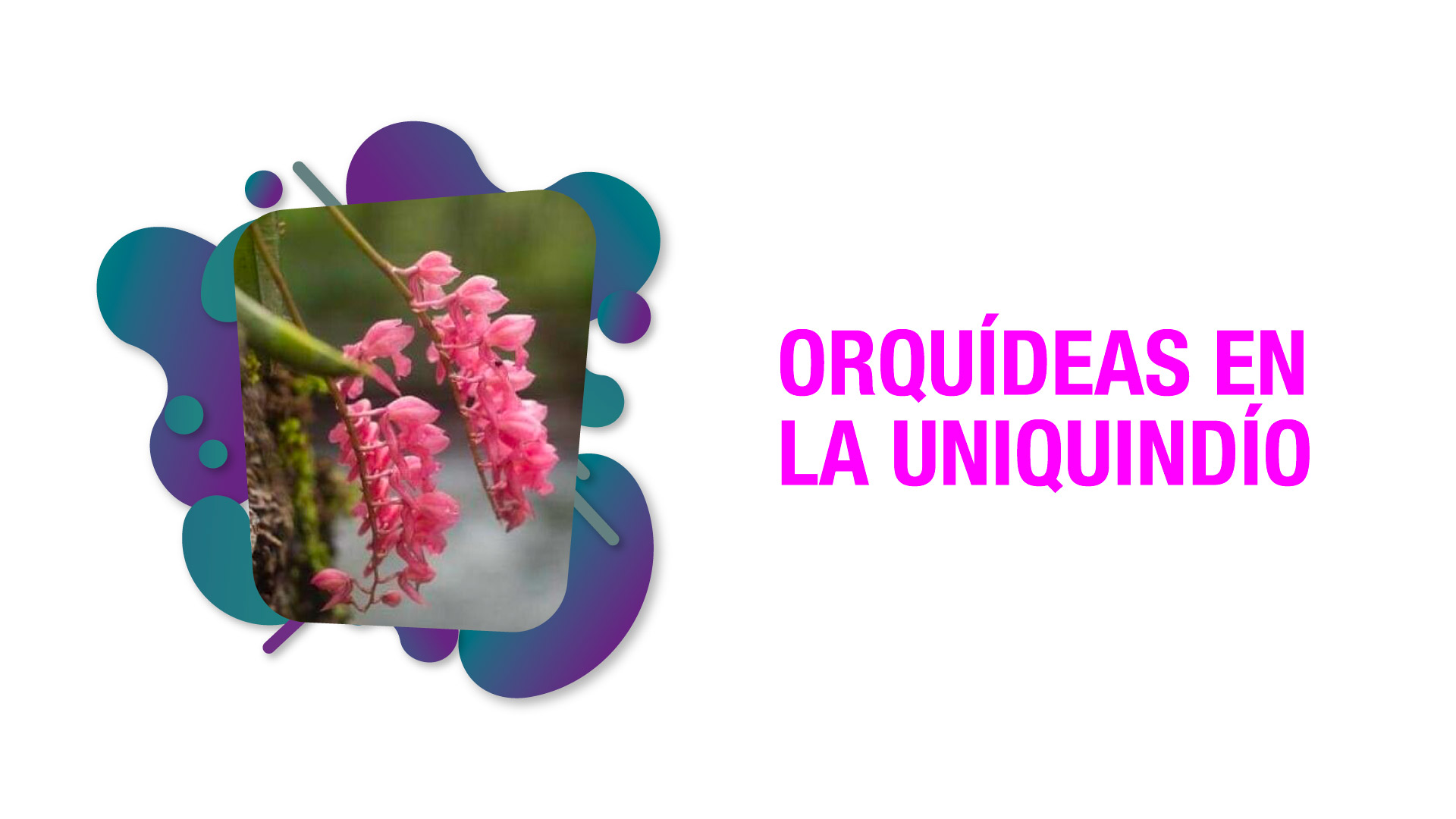 La orquídea, una especie emblemática que se conserva en el alma mater