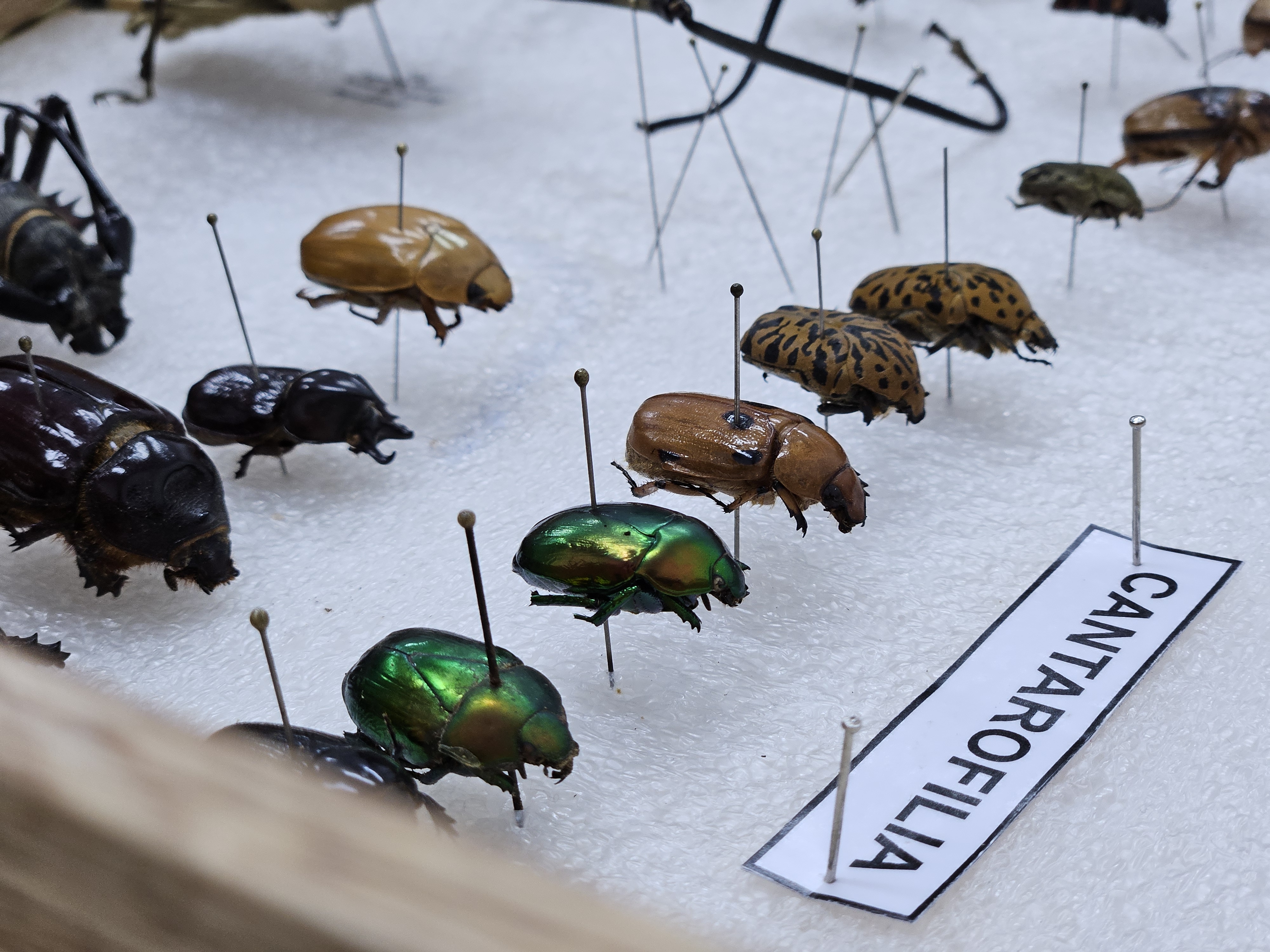 Colección entomológica de la UQ: un resguardo de la biodiversidad quindiana  