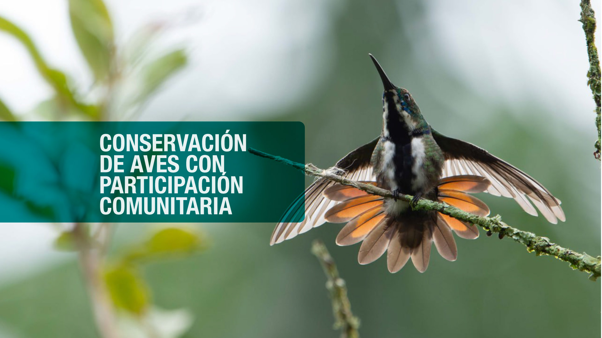 Investigadores Uniquindianos lideran proyecto de conservación de aves con participación comunitaria