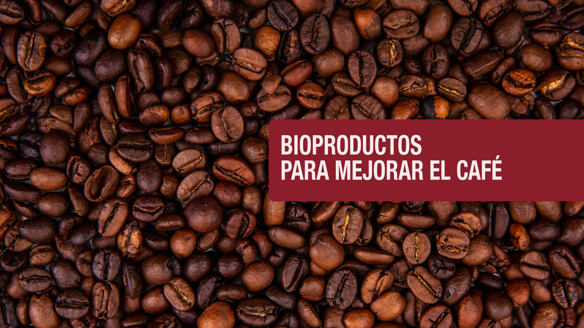 ¿Cómo un proceso inadecuado de fermentación del grano de café puede arruinar una taza?