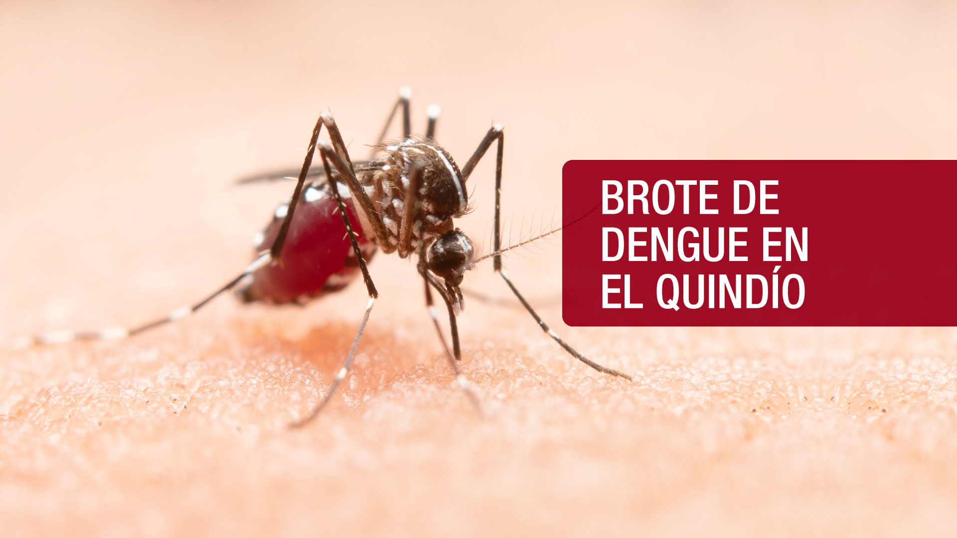 El dengue: Cómo funciona el virus en el cuerpo y cómo prevenirlo