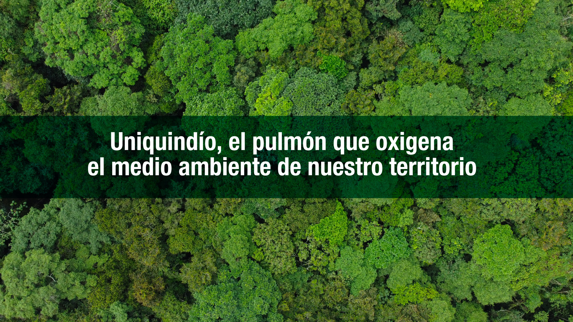 Uniquindío, el pulmón que oxigena el medio ambiente de nuestro territorio