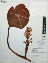 Plantas acuáticas UQ 2