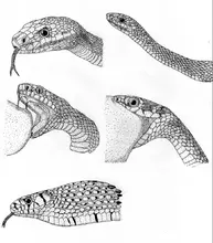 Proyecto serpientes colombia UQ 4