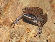 Nuevos hallazgos amplían el conocimiento sobre las ranas de los Andes colombianos, fortaleciendo la conservación en la región