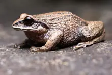 Nuevos hallazgos amplían el conocimiento sobre las ranas de los Andes colombianos, fortaleciendo la conservación en la región