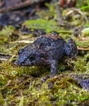 Nuevos hallazgos amplían el conocimiento sobre las ranas de los Andes colombianos, fortaleciendo la conservación en la región