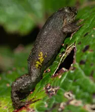 Nuevos hallazgos amplían el conocimiento sobre las ranas de los Andes colombianos, fortaleciendo la conservación en la región