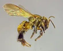 abeja 