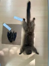 Ejemplares que hacen parte de la Colección de Mamíferos de la Universidad del Quindío