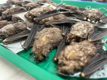 Ejemplares que hacen parte de la Colección de Mamíferos de la Universidad del Quindío