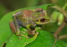 Anfibios del Departamento del Quind&iacute;o, Colombia: la gu&iacute;a esencial para la biodiversidad regional