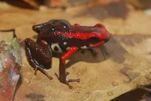 Anfibios del Departamento del Quind&iacute;o, Colombia: la gu&iacute;a esencial para la biodiversidad regional