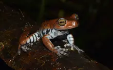 Anfibios del Departamento del Quind&iacute;o, Colombia: la gu&iacute;a esencial para la biodiversidad regional