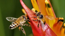 20 de mayo, Día Mundial de las Abejas