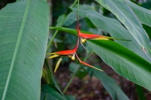 Uniquindío realizó el XXI Congreso Internacional de Heliconia en el Jardín Botánico del Quindío