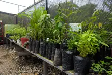 El vivero de la Uniquindío recibió registro del ICA para distribuir material vegetal en todo el territorio nacional