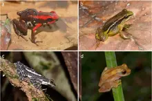 Primera investigación en Colombia sobre la lateralidad de las ranas y sapos