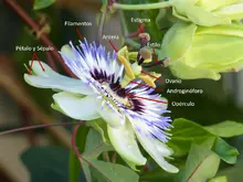 Pasiflora 2 - nombres 