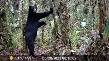 Uniquindiana investiga la conducta de marcaje de osos en el Huila