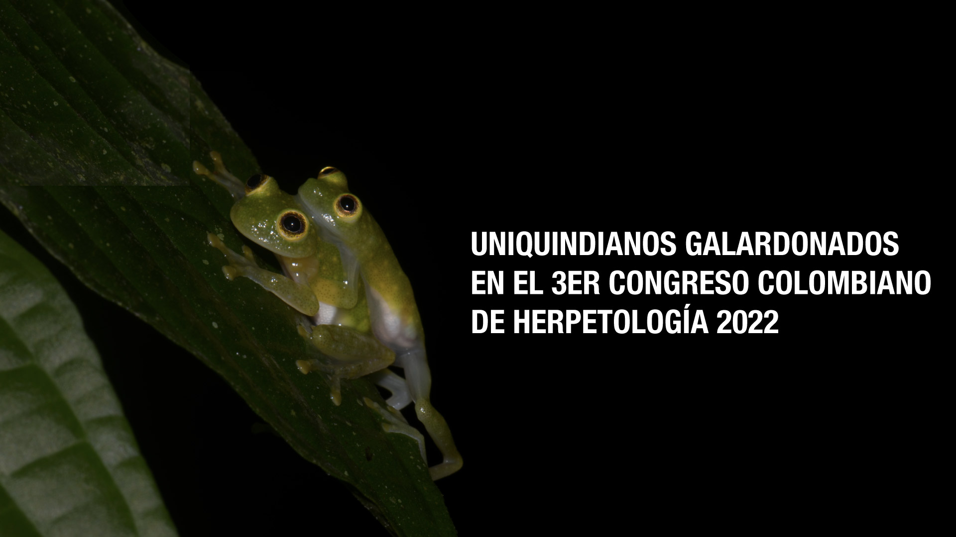 Uniquindianos galardonados en el 3er Congreso Colombiano de Herpetología 2022