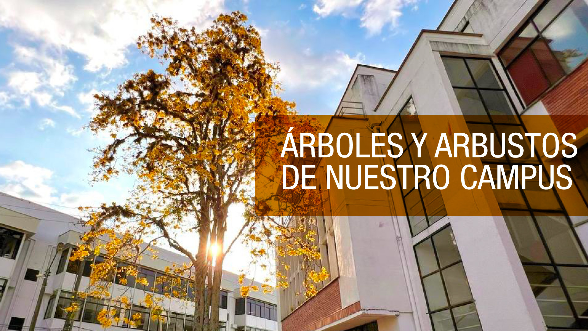 Universidad del Quindío presenta guía de árboles y arbustos para el conocimiento de su campus universitario