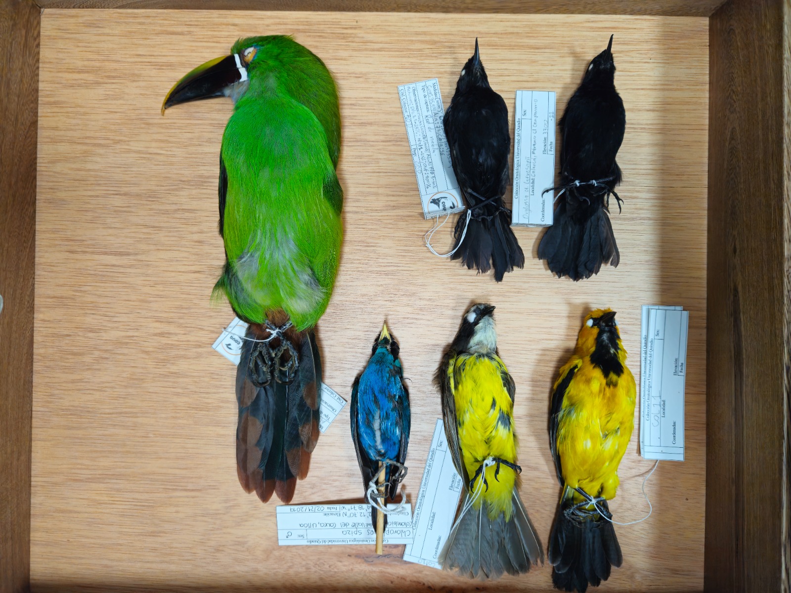 Política Institucional de Colecciones Científicas y Patrimoniales UQ 2 Política Institucional de Colecciones Científicas y Patrimoniales UQ 2