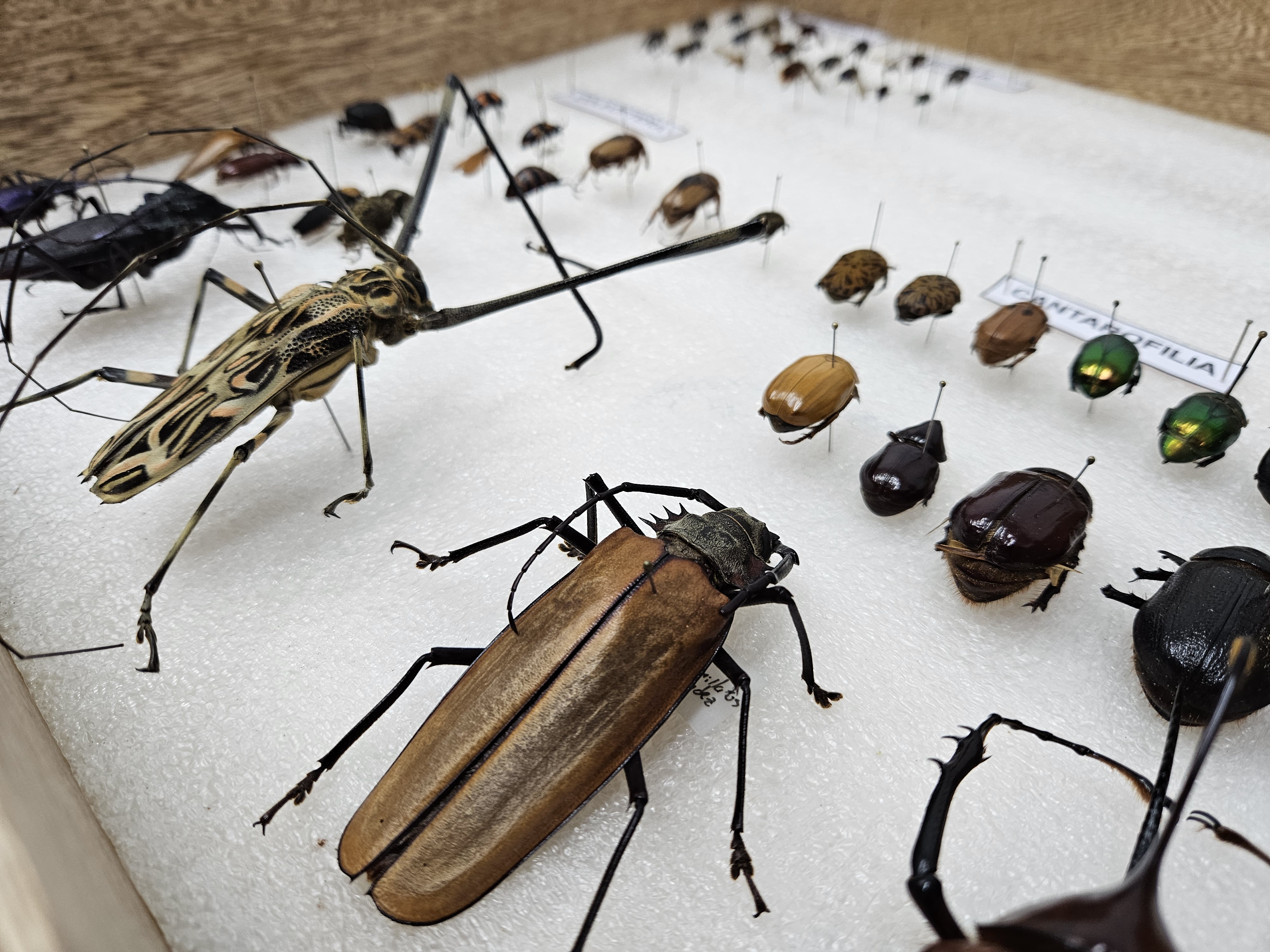 Colección entomológica de la UQ: un resguardo de la biodiversidad quindiana  